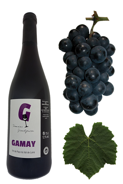 Le gamay rouge, Domaine Grandjouan, vin du pays du Val de Loire