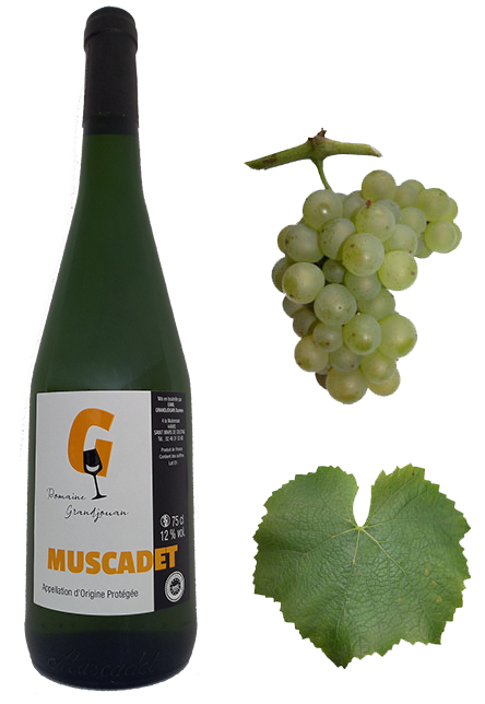 Muscadet Grandjouan 44680 Melon de bourgogne