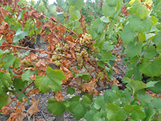 Vignoble Nantes Sud - baguette fructifère sectionnée Domaine Grandjouan