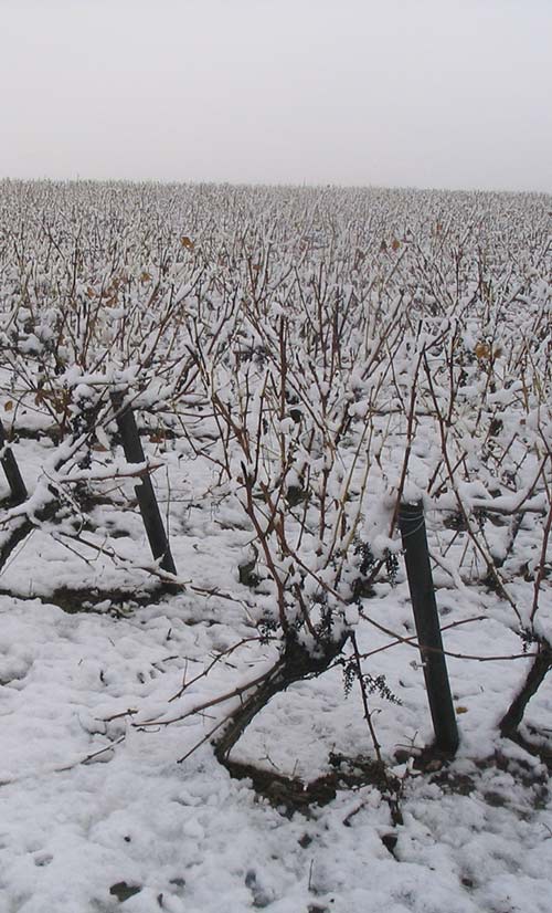 vignes nantes sud loire hiver neige grandjouan