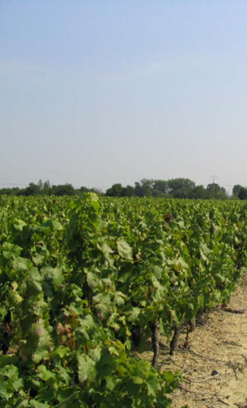 vignes saint mars de coutais domaine grandjouan