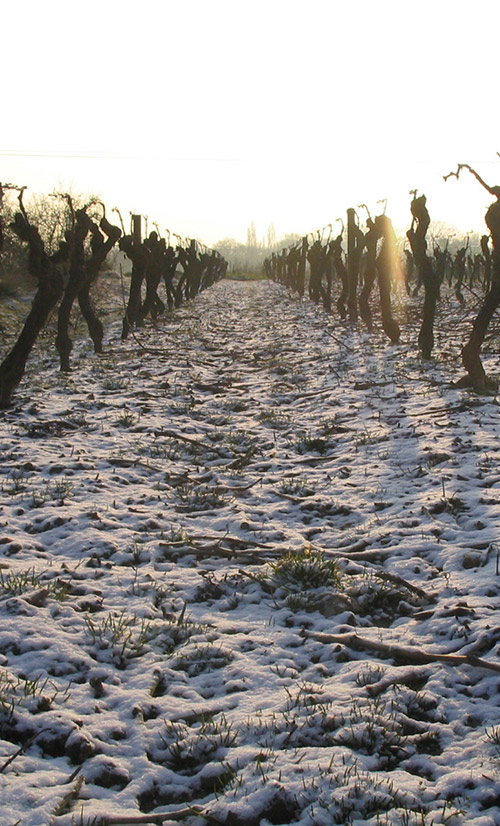 nantes vins neige vigne domaine grandjouan 44680