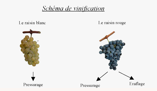 Schéma vinification domaine grandjouan 44680