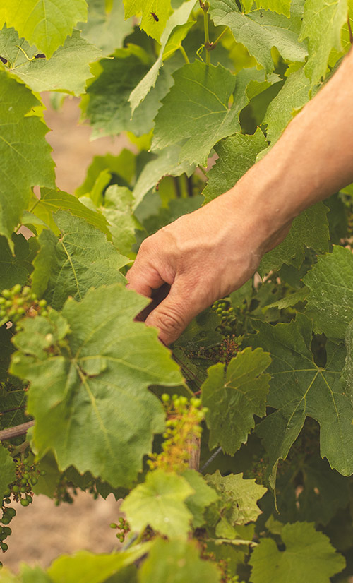 Taille vigne Nantes sud loire Grandjouan Damien Viticulteur Bouaye St Mars de Coutais