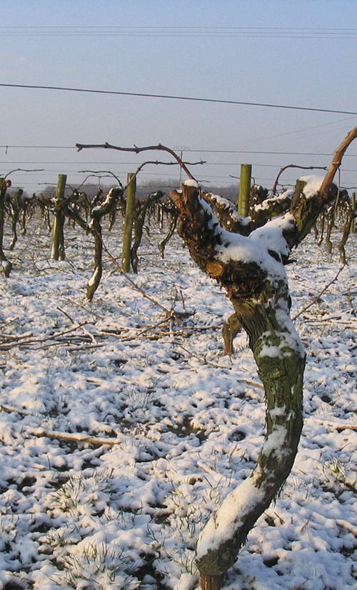 Vigne sous la neige hiver domaine grandjouan 44680