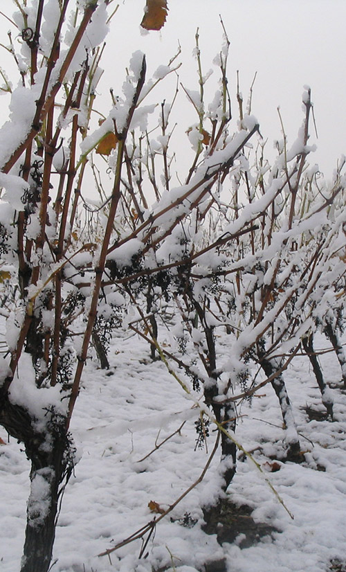 Vignoble grandjouan damien Loire atlantique Nantes