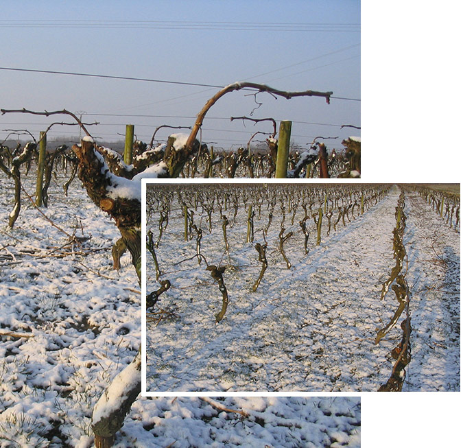 Vignoble hiver Grandjouan Domaine 44680