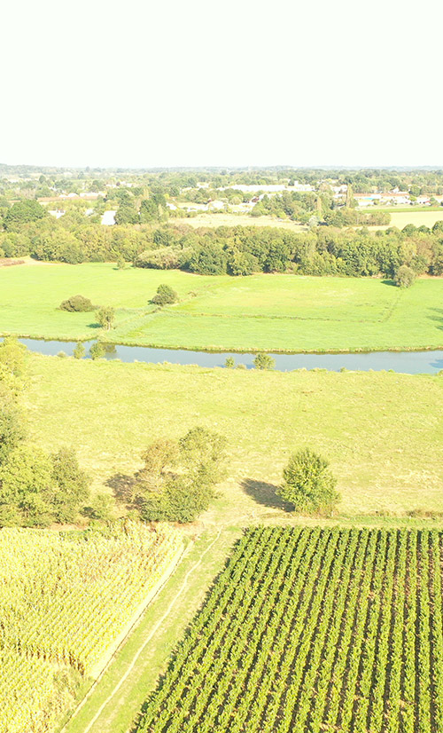 Vignoble muscadet nantes sud grandjouan damien vignes