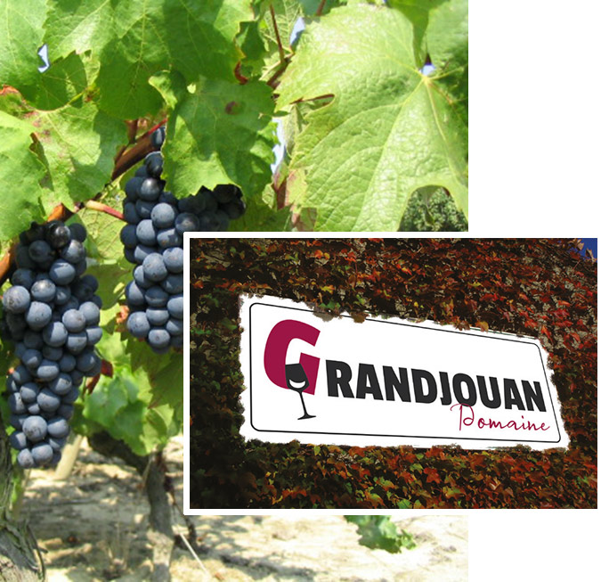 Grappes de vin grandjouan automne St Mars de Coutais : Camille et Damien Grandjouan
